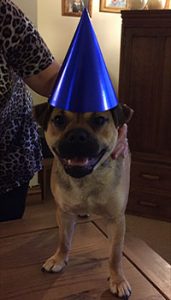 Image of the dog wearing the party hat.