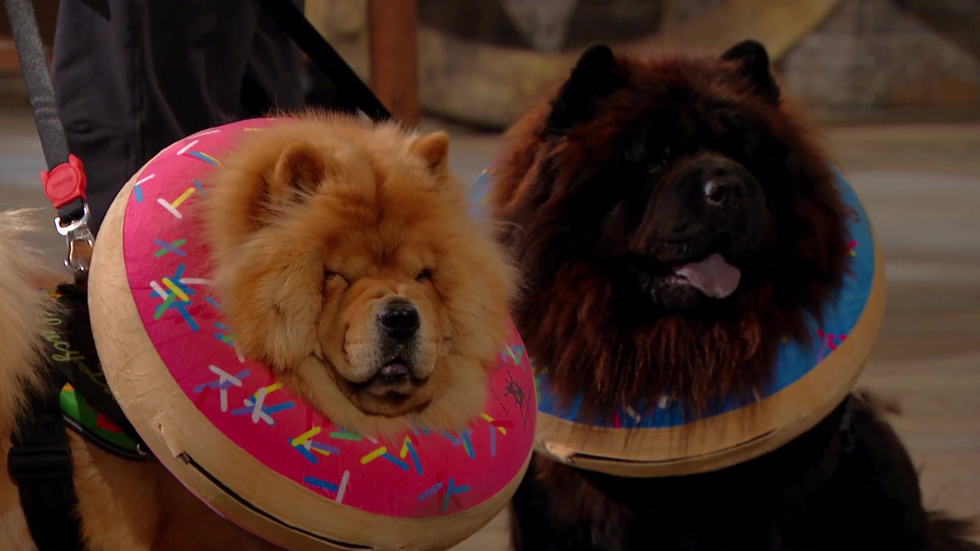 Dragons Den Series 19 Episode 10 Dragons' Den the Intellectual